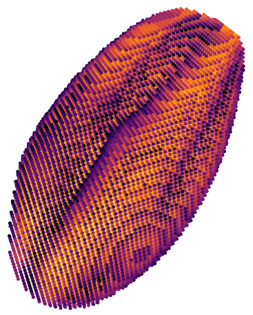 Barley Morphology