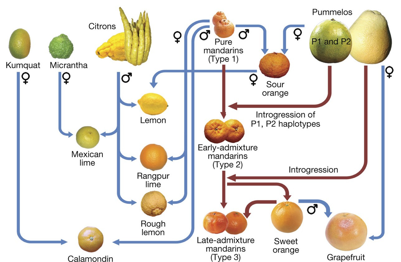 Citrus Genealogy