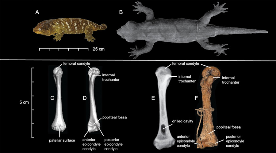 The upper plane shows two geckos of different size. The bottom plane shows their respective femurs.