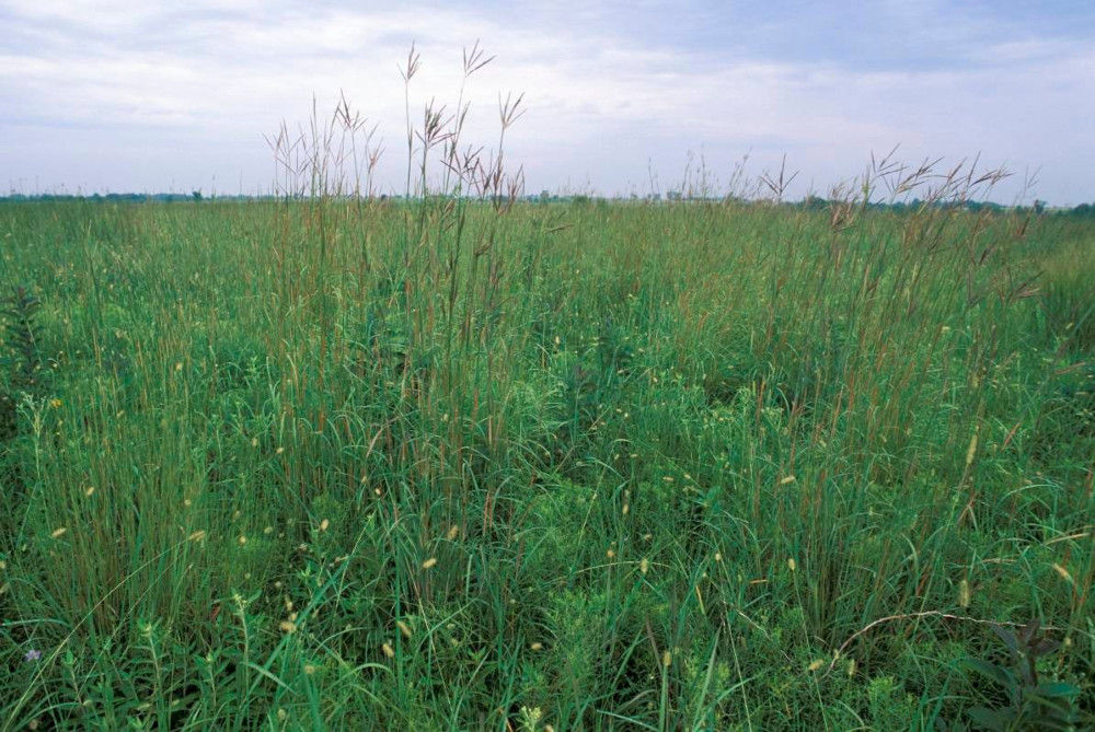 Native warm-season grassland with big bluestem and switchgrass..
