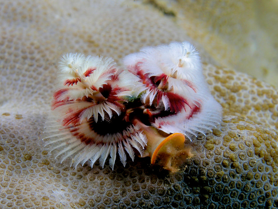 Spirobranchus giganteus (Red and white Christmas tree worm).