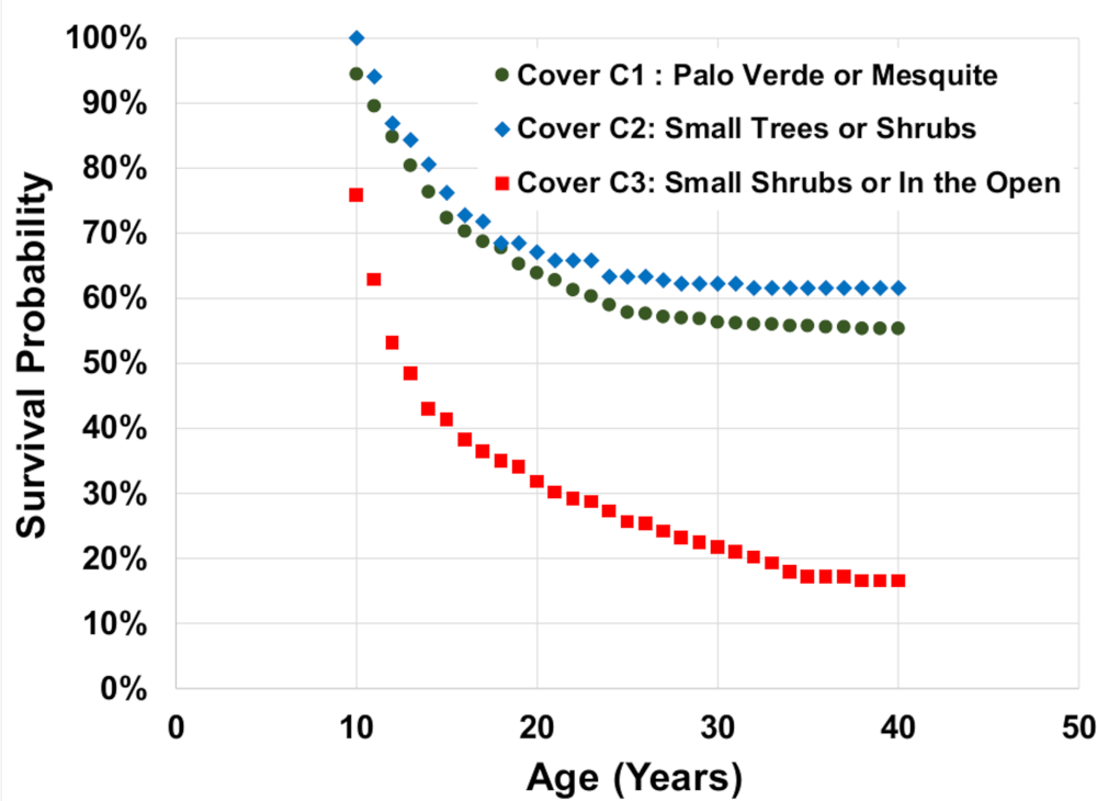 Kaplan-Meier survival probability curves for saguaros that were established during the episode of regeneration between 1959 and 1993.
