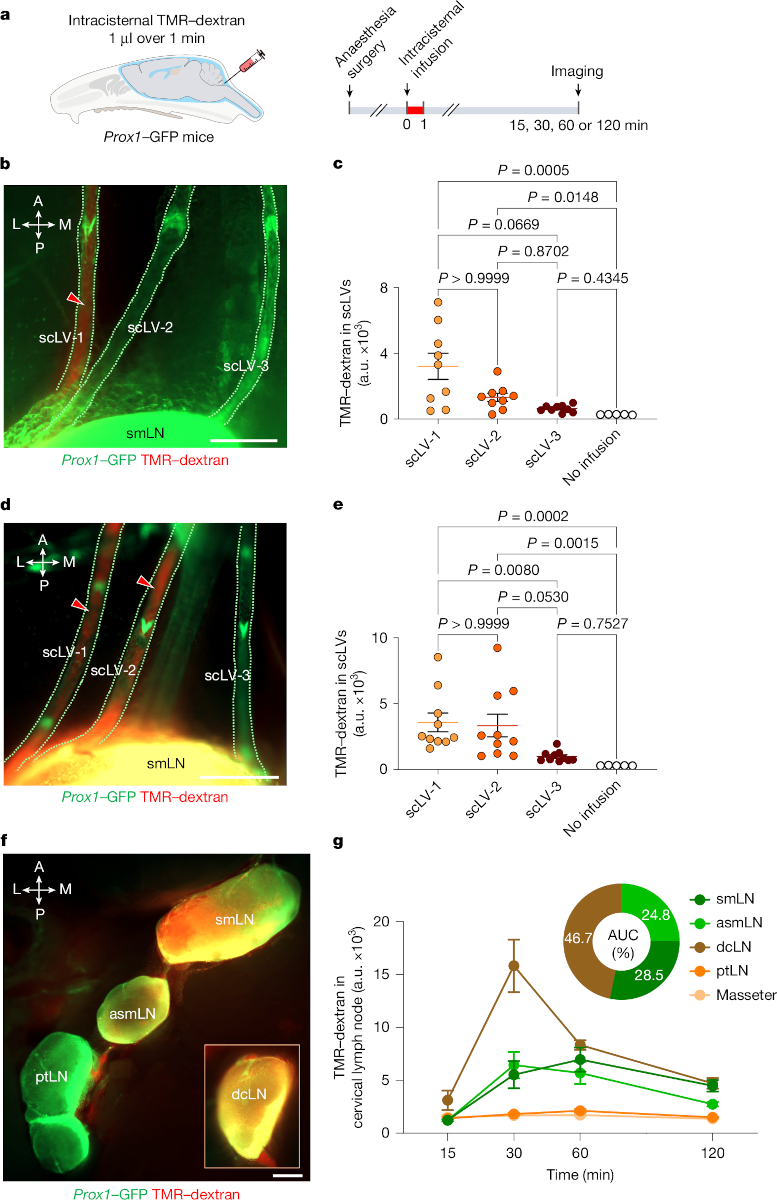 Increased CSF drainage by non-invasive mechanical stimulation of scLVs.