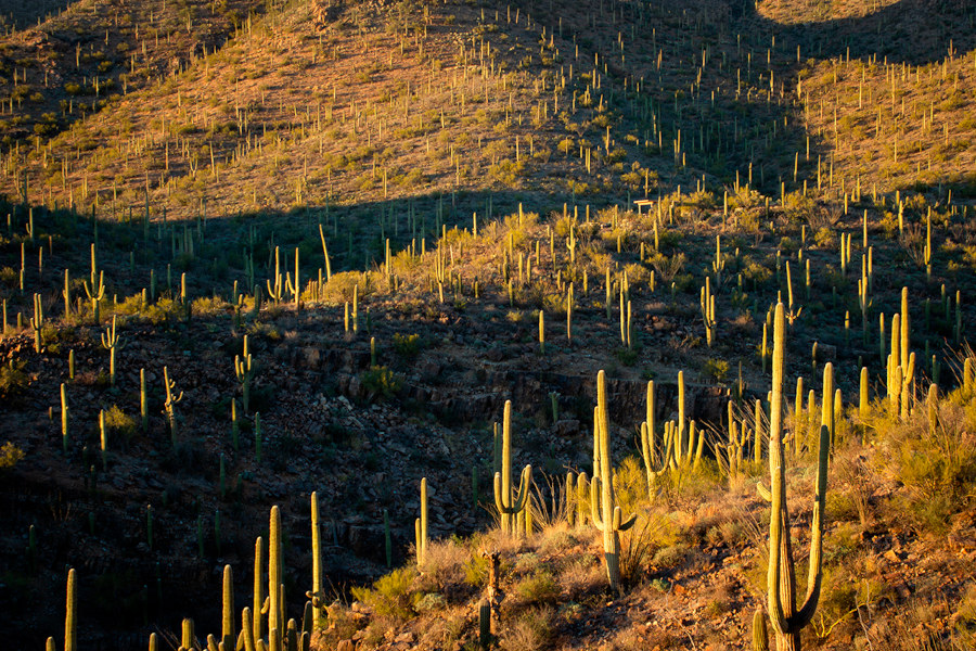 Landscape of saguaros with deep shadows across rolling hills