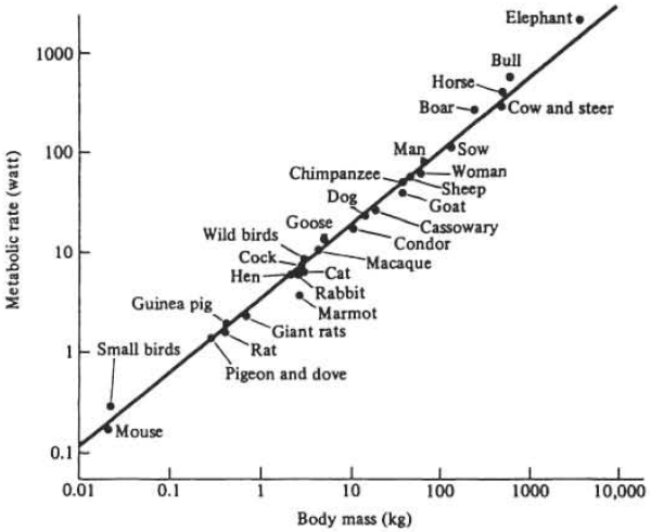 The mouse-to-elephant curve. Metabolic rates of mammals and birds are plotted versus the body weight (mass) on log-log graph paper. .