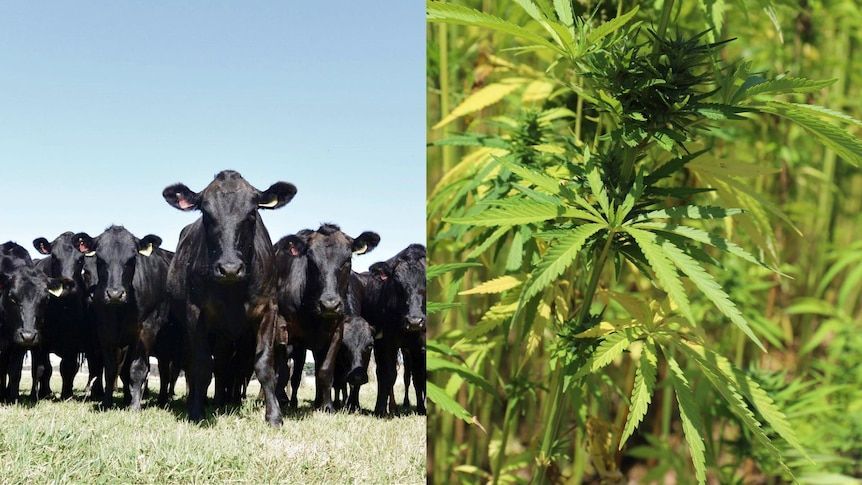 Two images. One depicts cannabis leaves. The other one shows a cow staring at the camera.