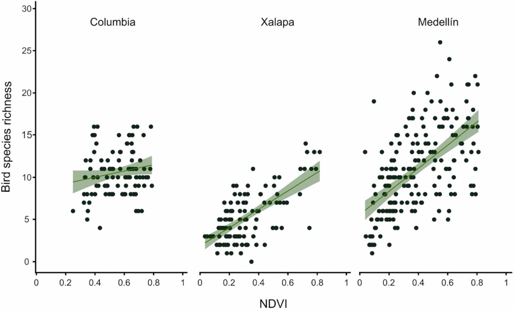 Relationships between bird species richness and NDVI values highlighting the extreme scenarios (weakest and strongest) for visualization purposes. We selected these extreme scenarios based on the coefficient of determination at the 50 buffer using Sentinel-2. We also included MedellÃn, with intermediate values, to provide the full comparative picture.