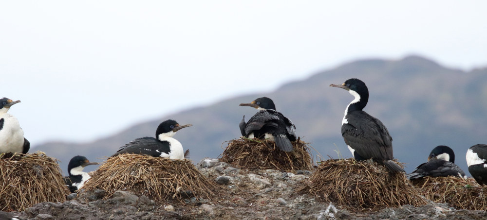 View of a nesting site with several imperial shags Phalacrocorax atriceps.