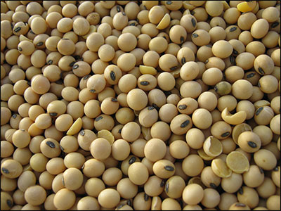 A large amount of dry soybeans.