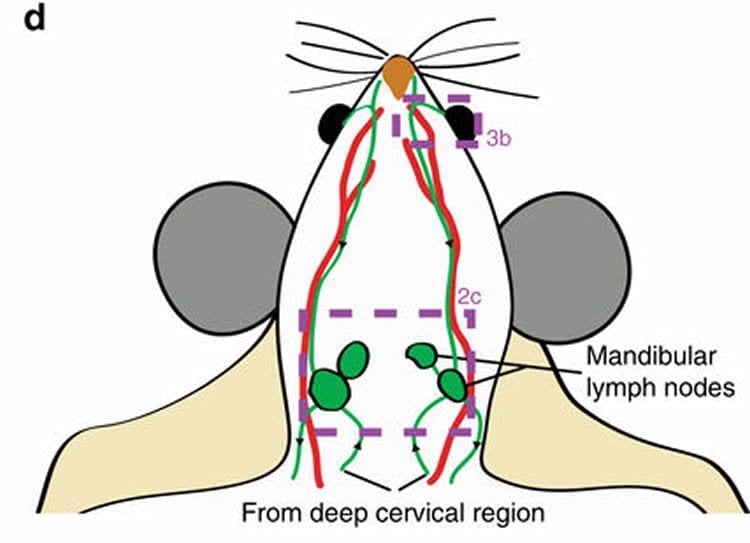 Scheme outlining the CSF outflow routes to the mandibular lymph nodes. Green: lymphatic vessels with black arrows indicating direction of flow, red: facial arteries.