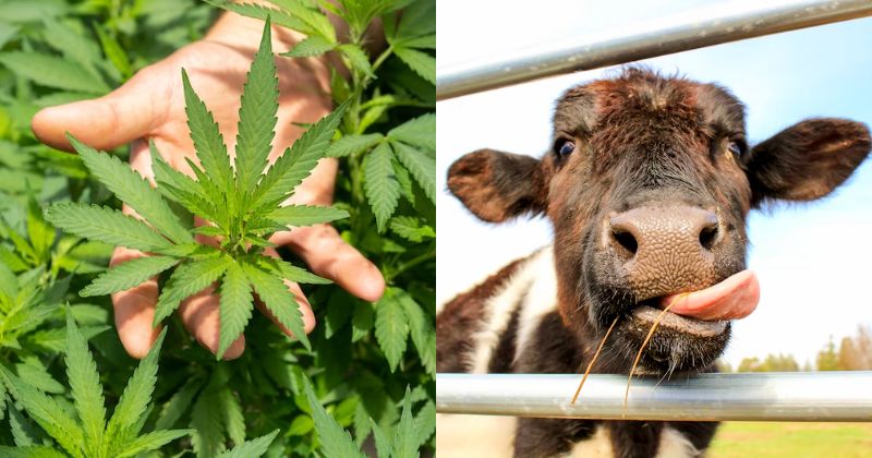 Two images. One depicts cannabis leaves. The other one shows a cow staring at the camera.