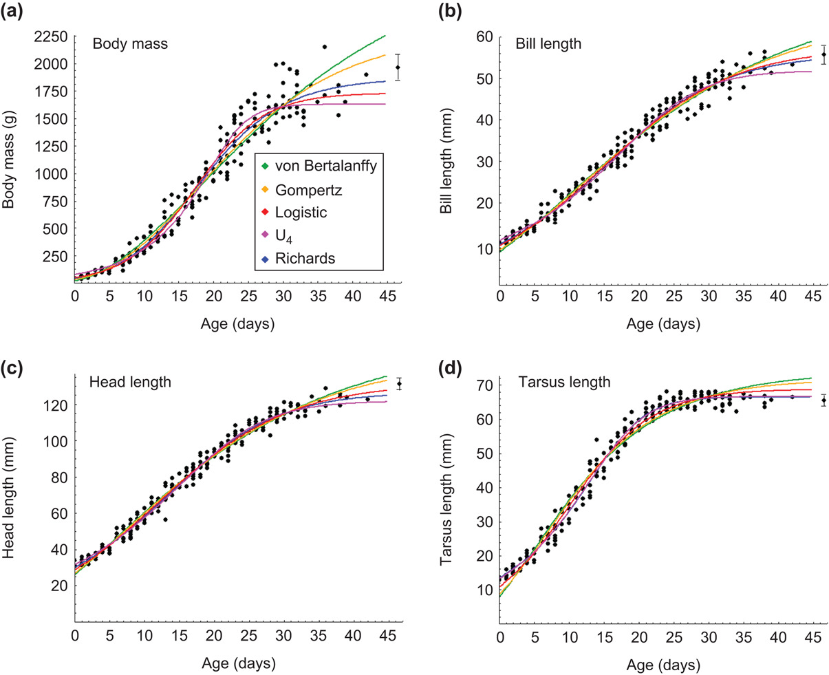Growth curves of female chicks of the imperial shag (n = 33) for (a) body mass, (b) bill length, (c) head length and (d) tarsus length. Curves were obtained from nonlinear mixed models applied to von Bertalanffy (green), Gompertz (orange), logistic (red), U4 (pink) and Richards (blue) models. Measured values are shown as circles. Mean ± SD of adult values are shown.