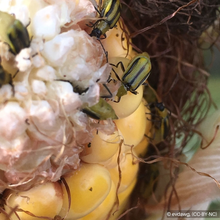 Zoomed-in picture of rootworms eating a corn plant in the field.