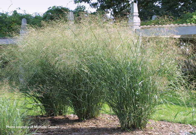 Three switchgrass shrubs