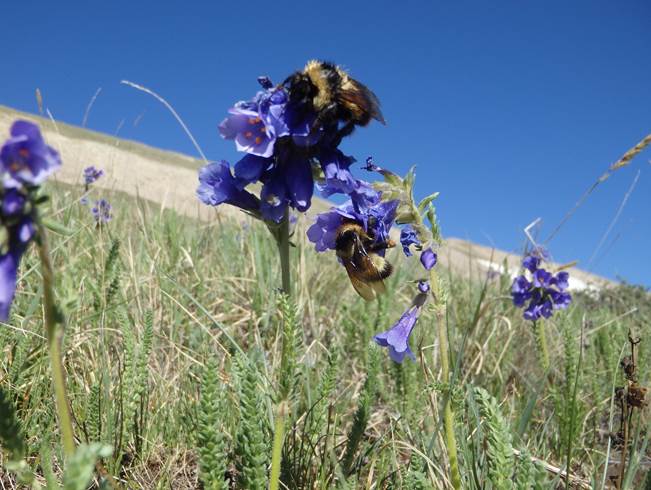 Long-tongued bumble bee queens visit flowers of the alpine skypilot. Acoustic sensors can distinguish the distinctive flight buzz of these large bees, a bee version of a cargo-plane flying from flower to flower.