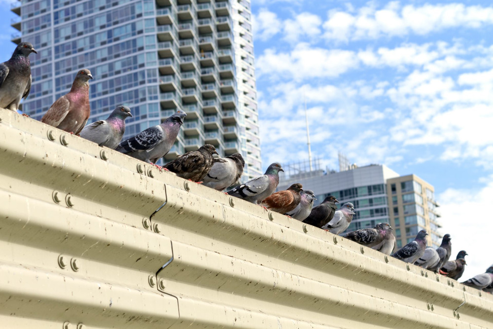 Picture of several pigeons sitting on a steel barrier in a city. Various skyrises can be seen on the background.
