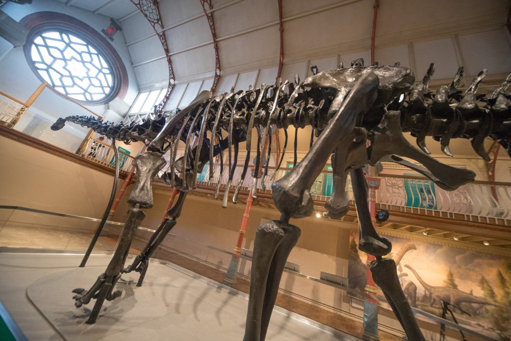 Complete fossil skeleton of a diplodocus dinosaur.