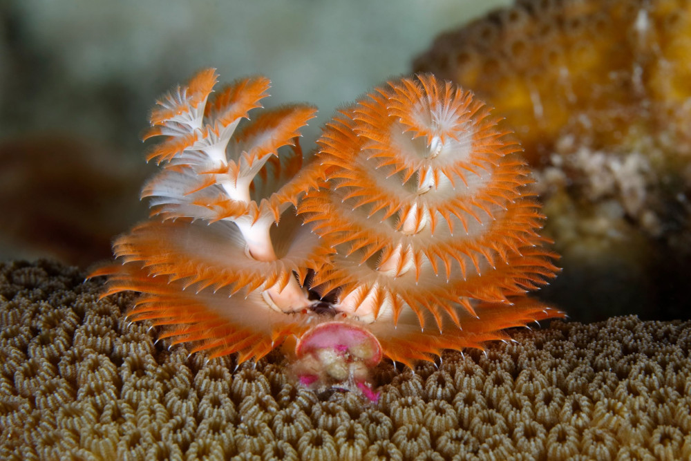 Underwater picture of a Christmas tubeworm lying on a reef.