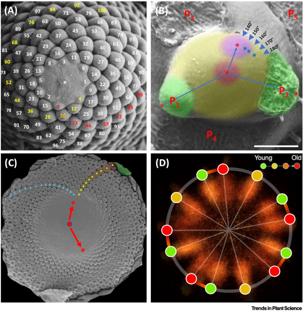 Looking at the concrete example of tomato may offer an explanation in spiral phyllotaxis.