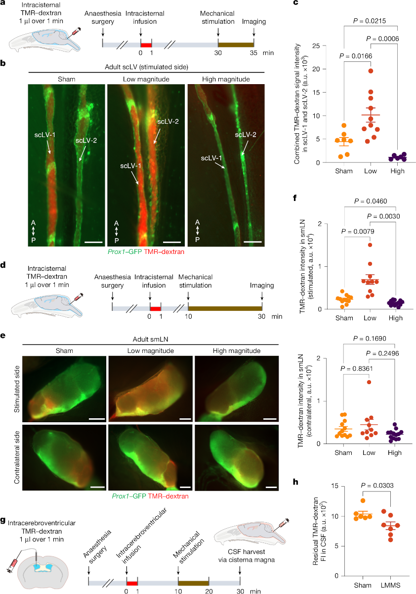 Increased CSF drainage by non-invasive mechanical stimulation of scLVs.